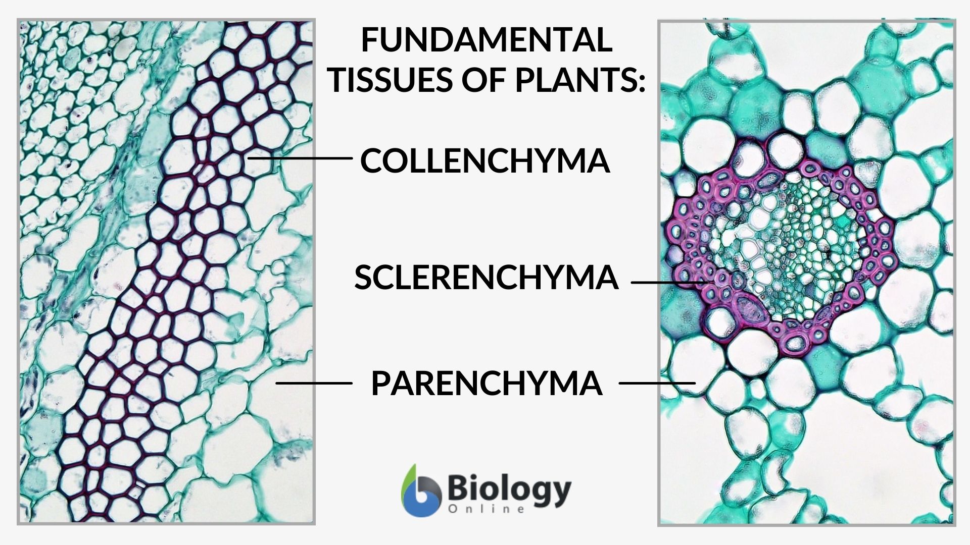 fundamental tissues of plants