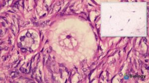 gamete definition and example - egg cell and sperm cells under microscope