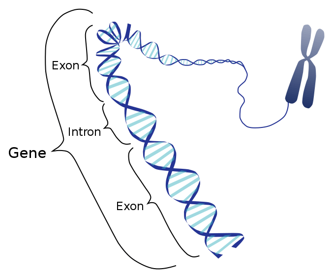 gene exon intron
