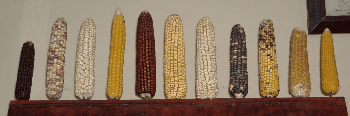 genetic diversity among maize species