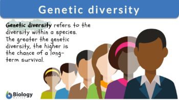 genetic diversity definition