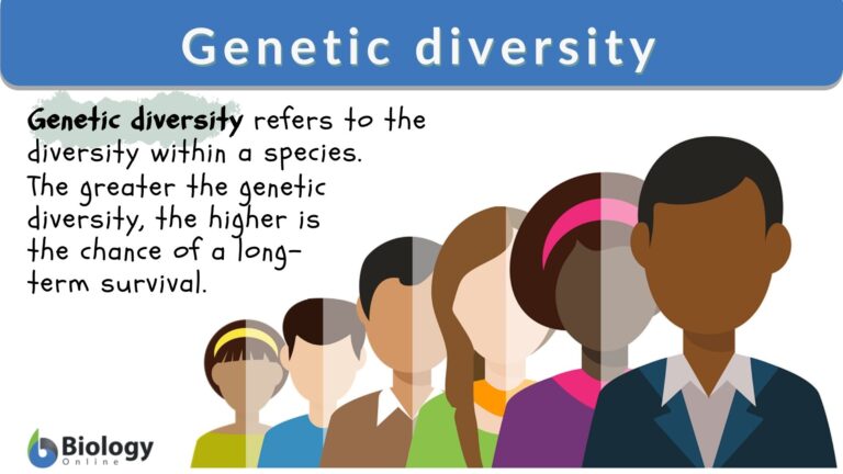 genetic diversity essay