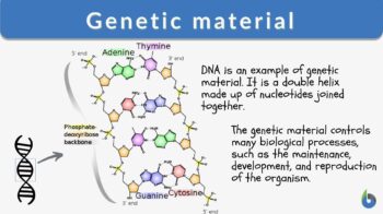 What Is Base in Math? Definition, Types of Bases, Examples, Facts