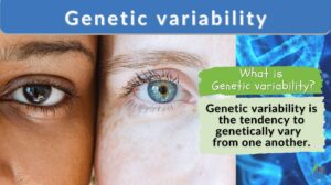 genetic variability definition and example