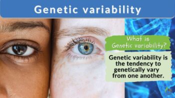 genetic variability definition and example