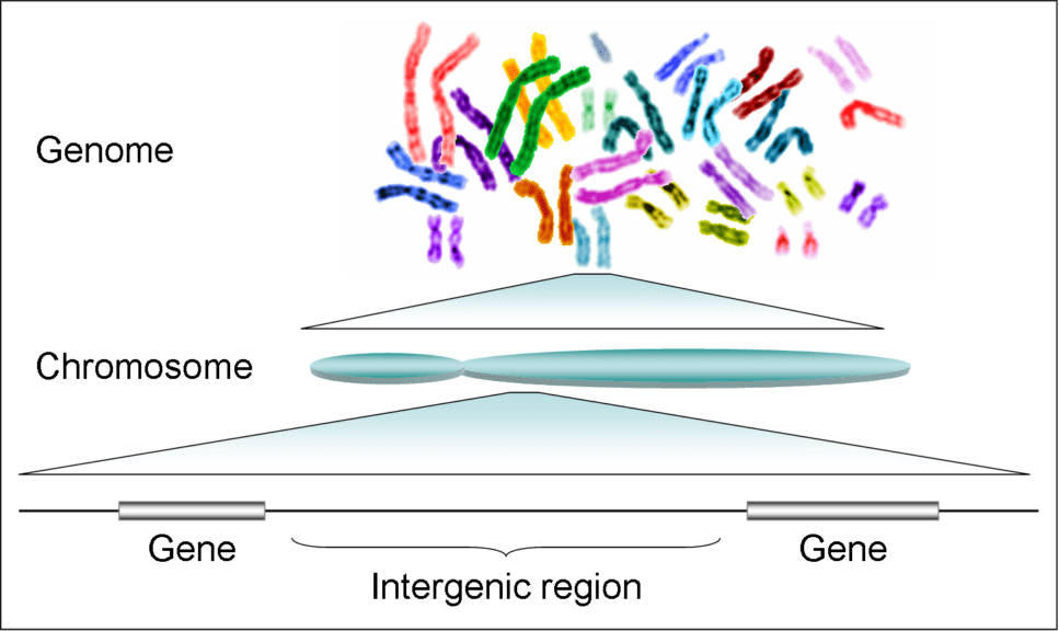 genome and genes on chromosomes