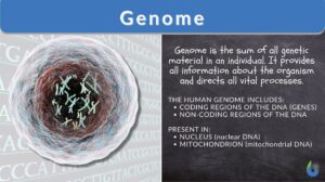 genome definition and example