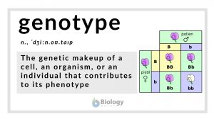 genotype definition