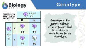 genotype definition and example