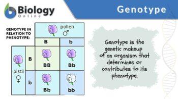 genotype definition and example