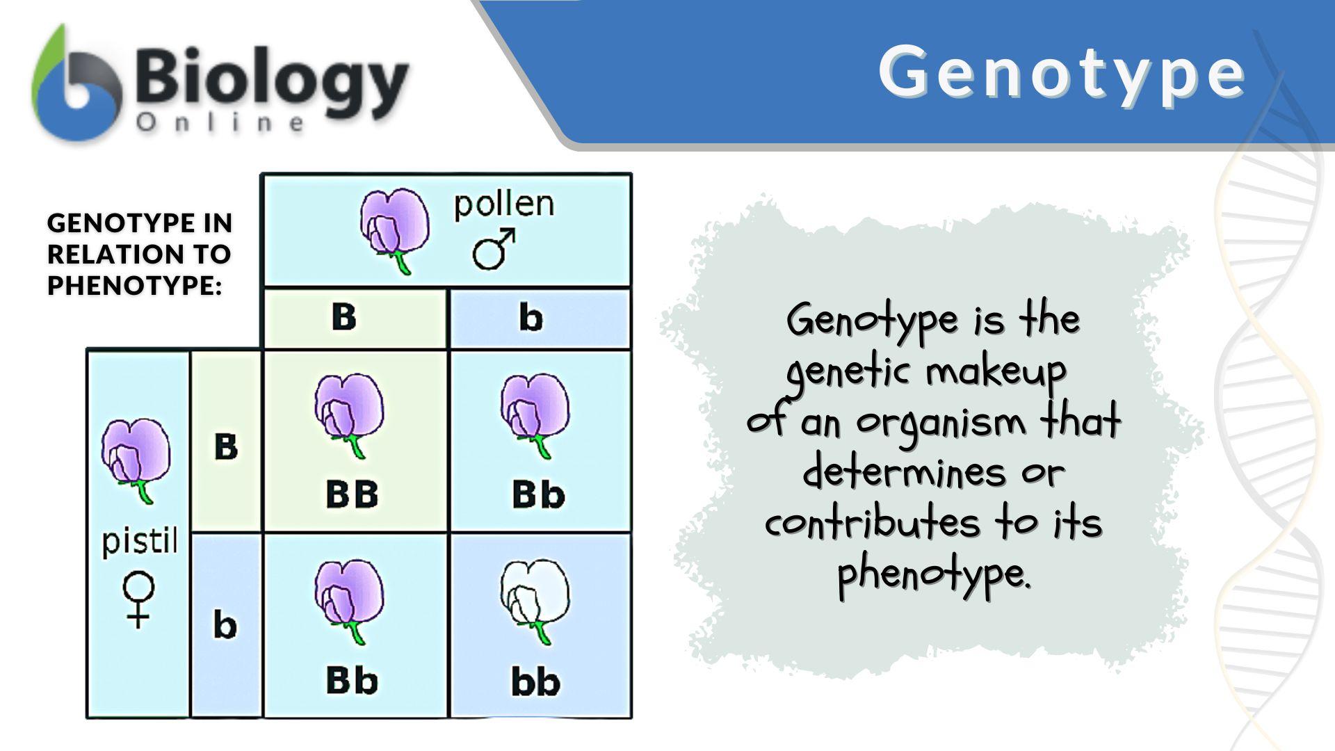 The genotype группа. Genotype phenotype interaction.