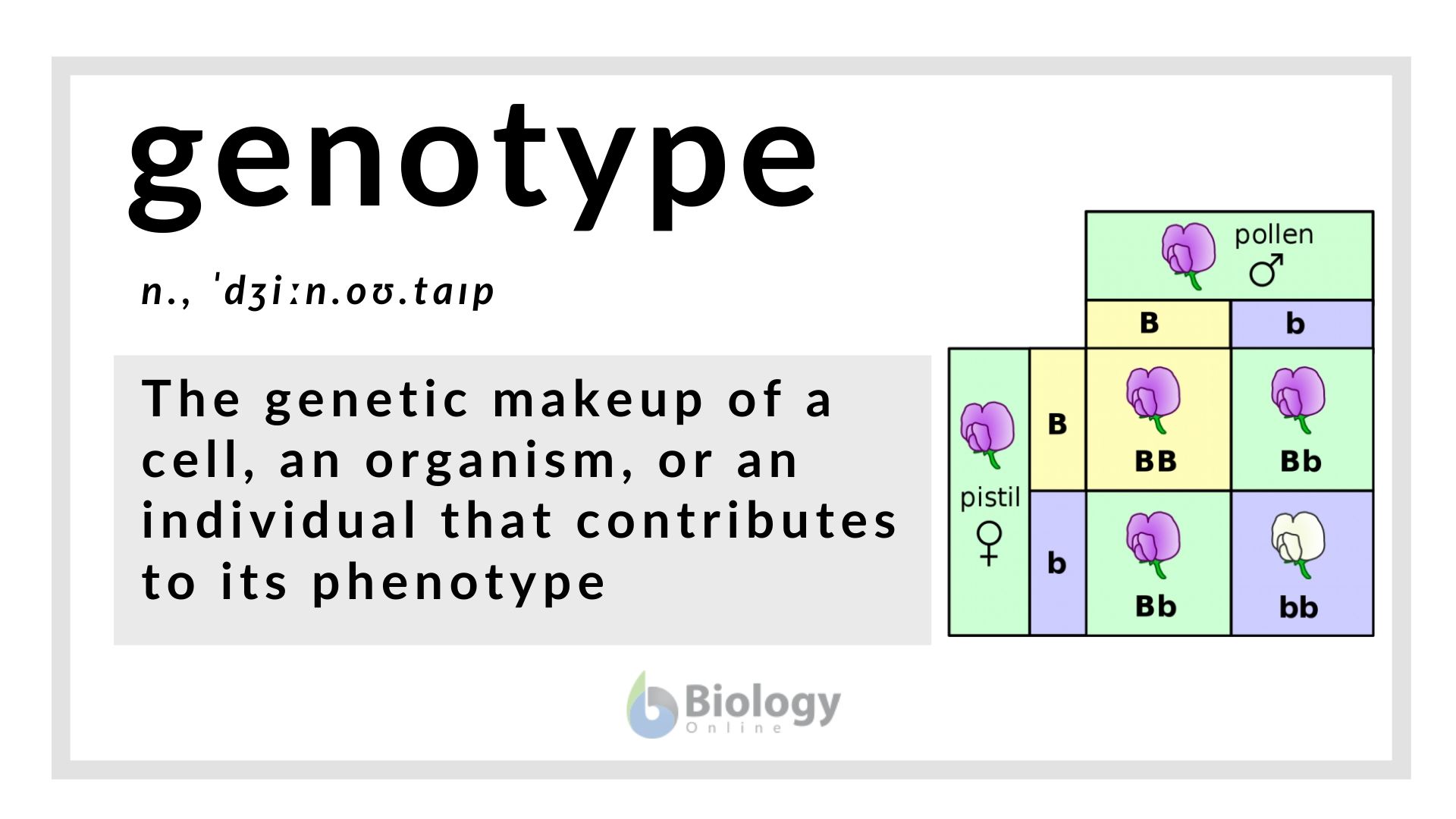 Genotype Definition and Examples - Biology Online Dictionary