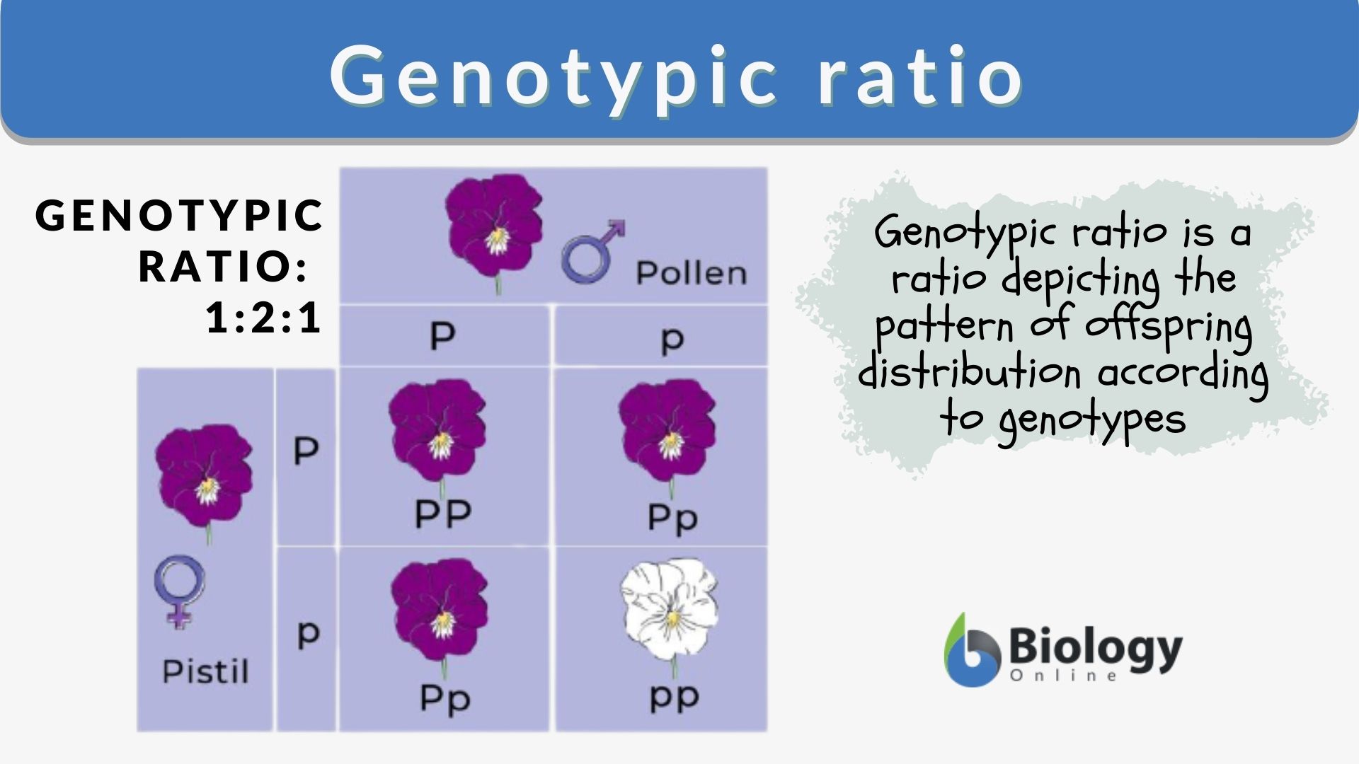 What is the phenotype ratio of HhGg HHGg 