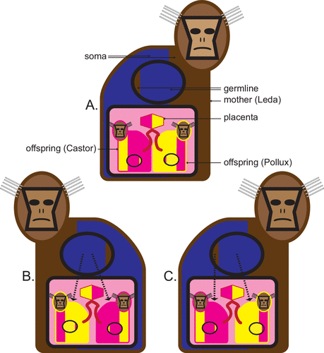 germline chimerism