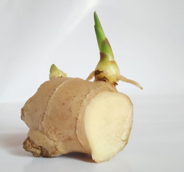 ginger rhizome