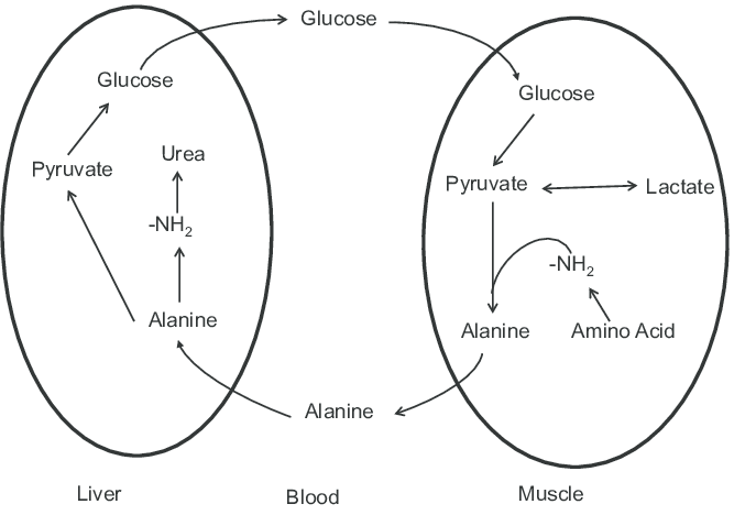 glucose-alanine cycle
