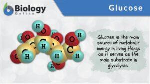 Glucose n., plural: glucoses glu·cose, ˈɡlukoʊs An aldohexose monosaccharide and the main source of metabolic energy in living things