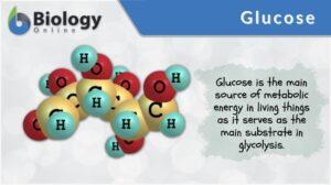 Glucose n., plural: glucoses glu·cose, ˈɡlukoʊs An aldohexose monosaccharide and the main source of metabolic energy in living things