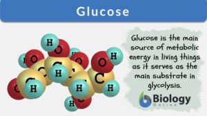glucose definition updated