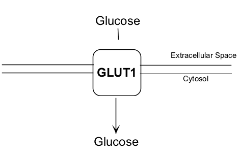 glucose transporter schematic diagram