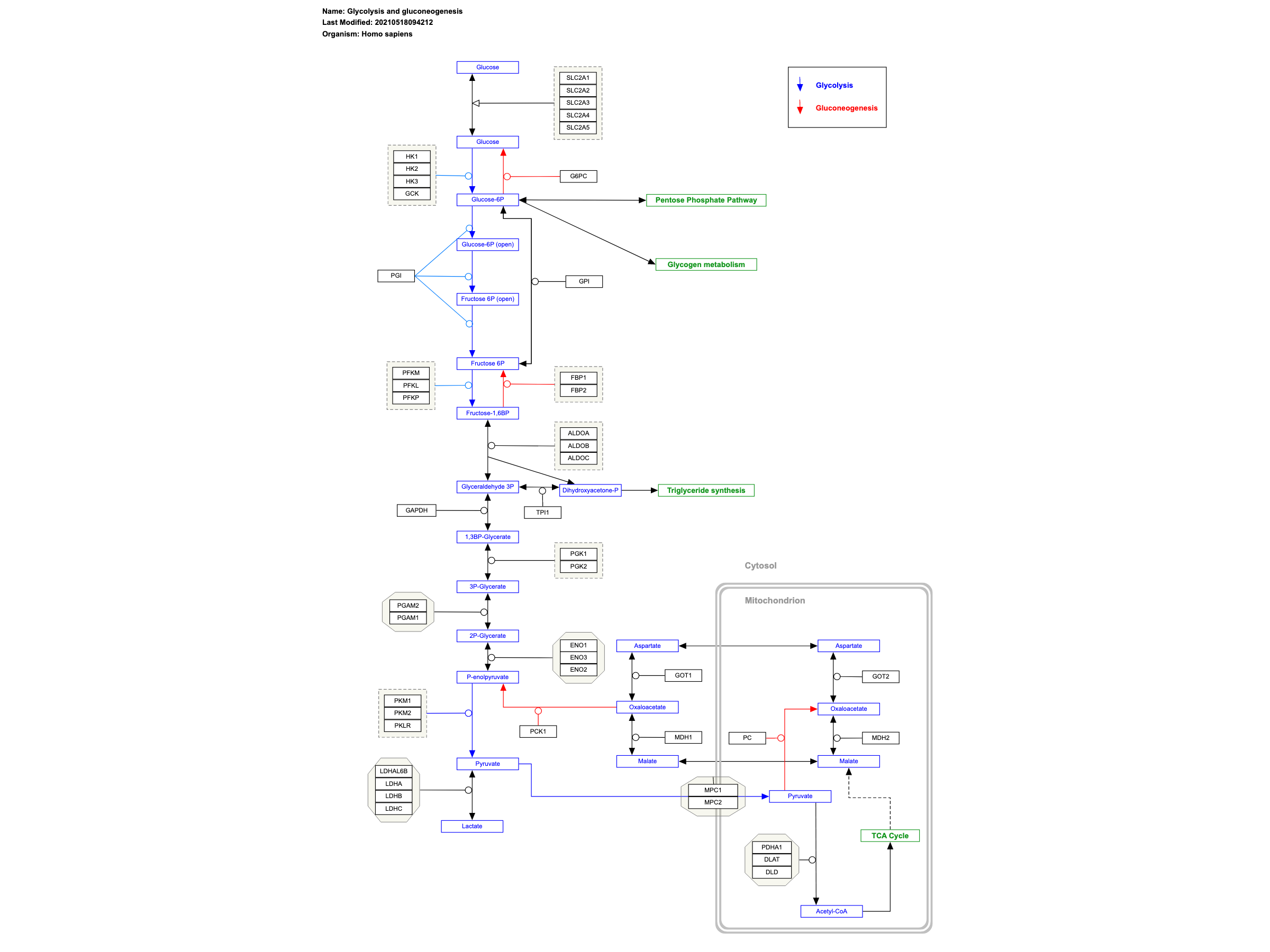 glycolysis and gluconeogenesis pathway