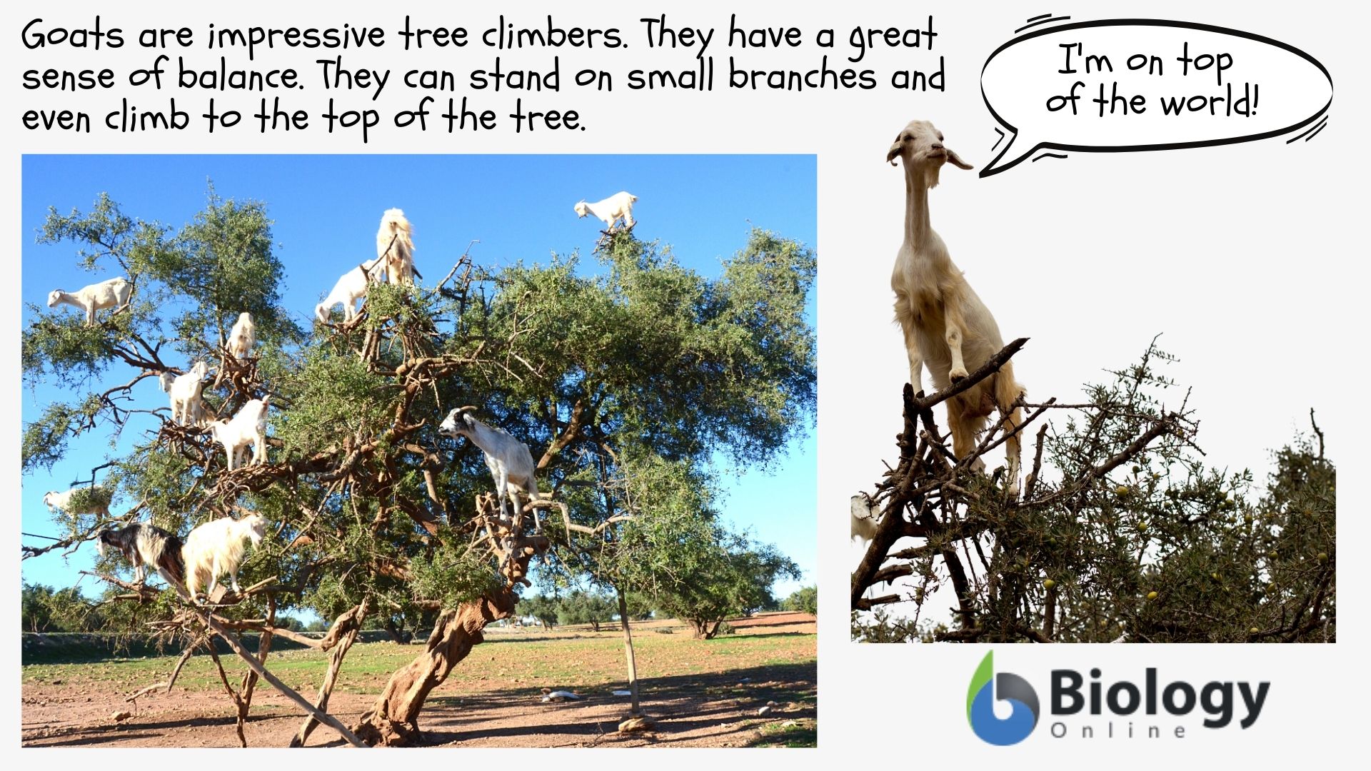 goats on a tree