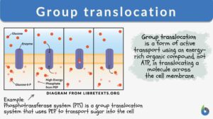 group translocation definition and example