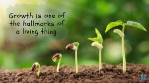 growth definition