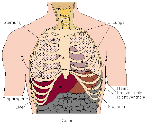 heart location