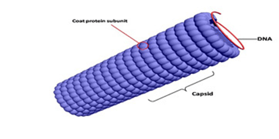 helical capsid structure
