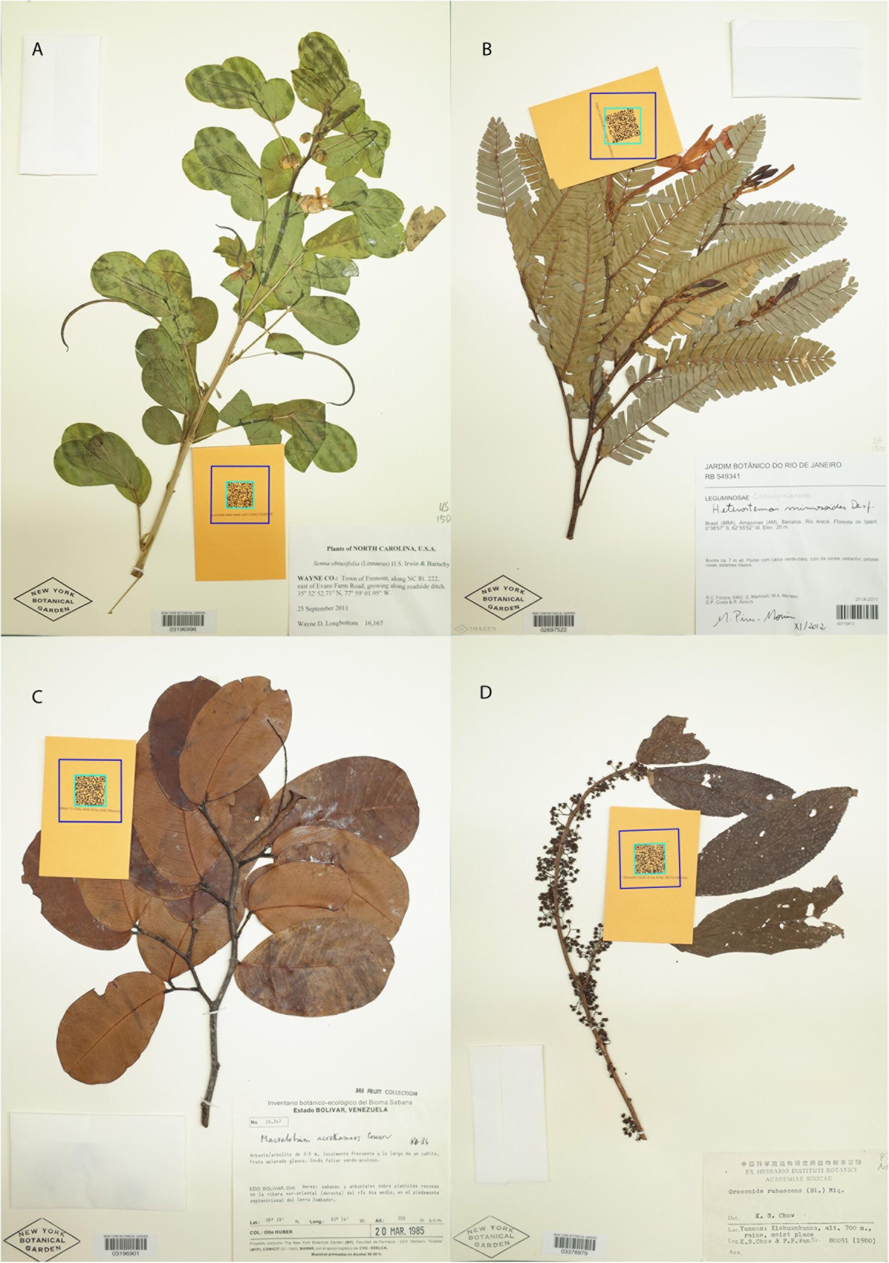herbarium specimen plant