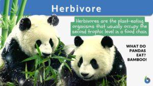 herbivore definition and example