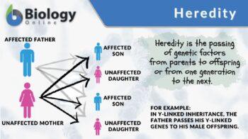 Characteristic Definition and Examples - Biology Online Dictionary