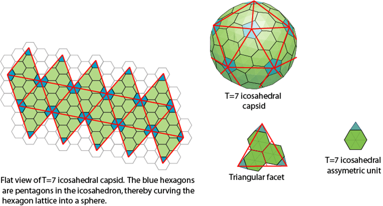 hexagonal and pentagonal subunits in an icosahedral