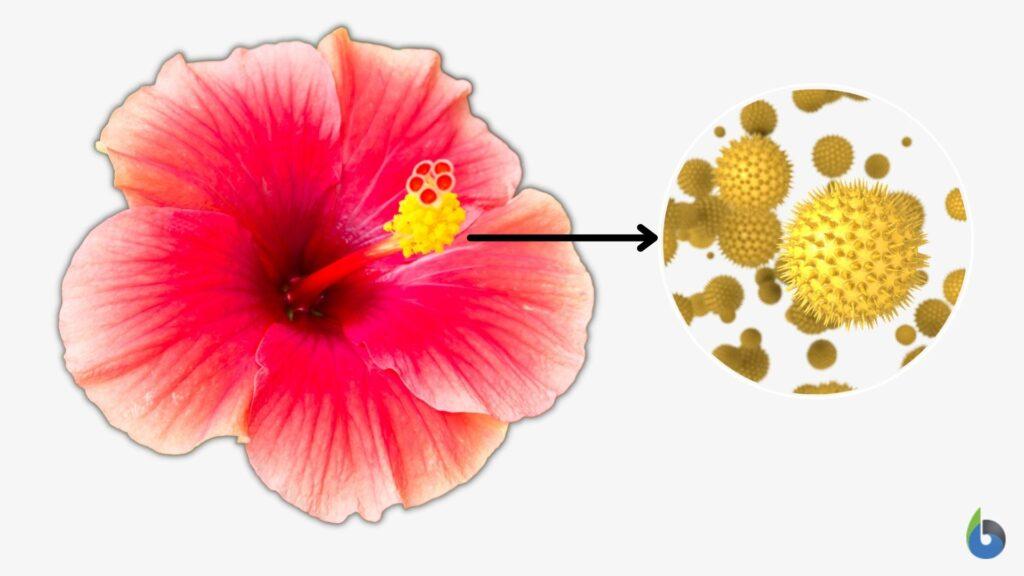 hibiscus pollen