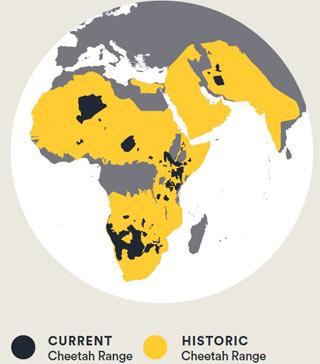 historic and current cheetah population