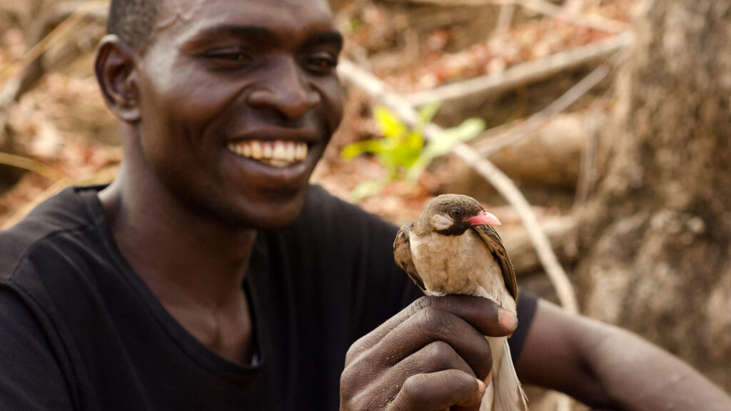 holding-male-honeyguide