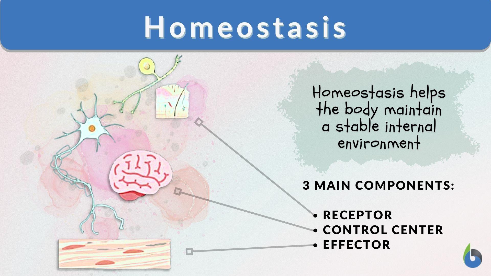 Homeostasis - Definition and Examples - Biology Online Dictionary