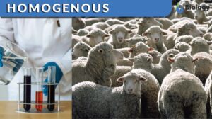 homogenous definition