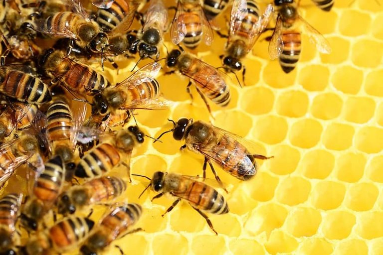 Honeybee Definition and Examples Biology Online Dictionary
