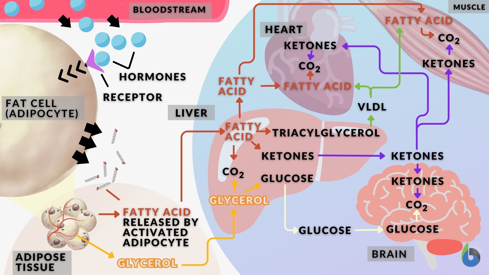 hormone signaling adipose tissue and organs