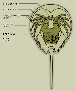 horseshoecrab parts diagram