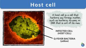 host cell definition and example