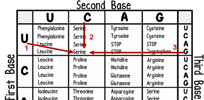 how to read a codon table