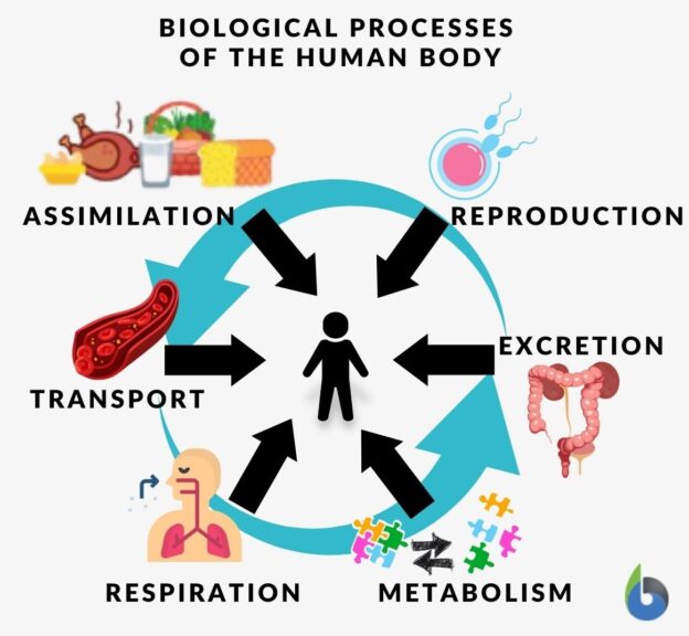 Assimilation - Definition and Examples - Biology Online Dictionary