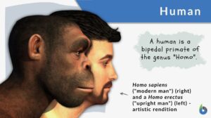 human definition and examples