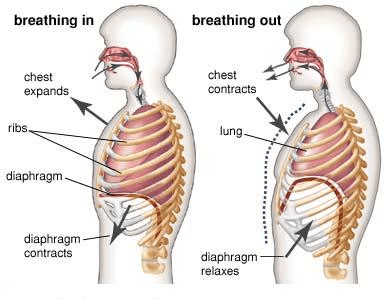 human pulmonary ventilation diagram