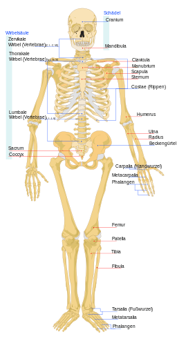 Bone Definition and Examples - Biology Online Dictionary