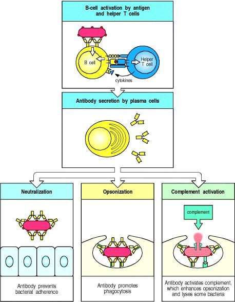 Humoral vs Cell-mediated Immunity