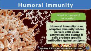 humoral immunity definition and example
